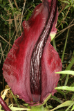 Dracunculus vulgaris RCP6-09 06.jpg